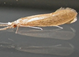 Long-horned caddisfly Long-horned caddisfly